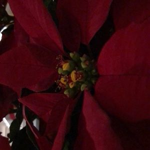 Meet your Posher, Janis